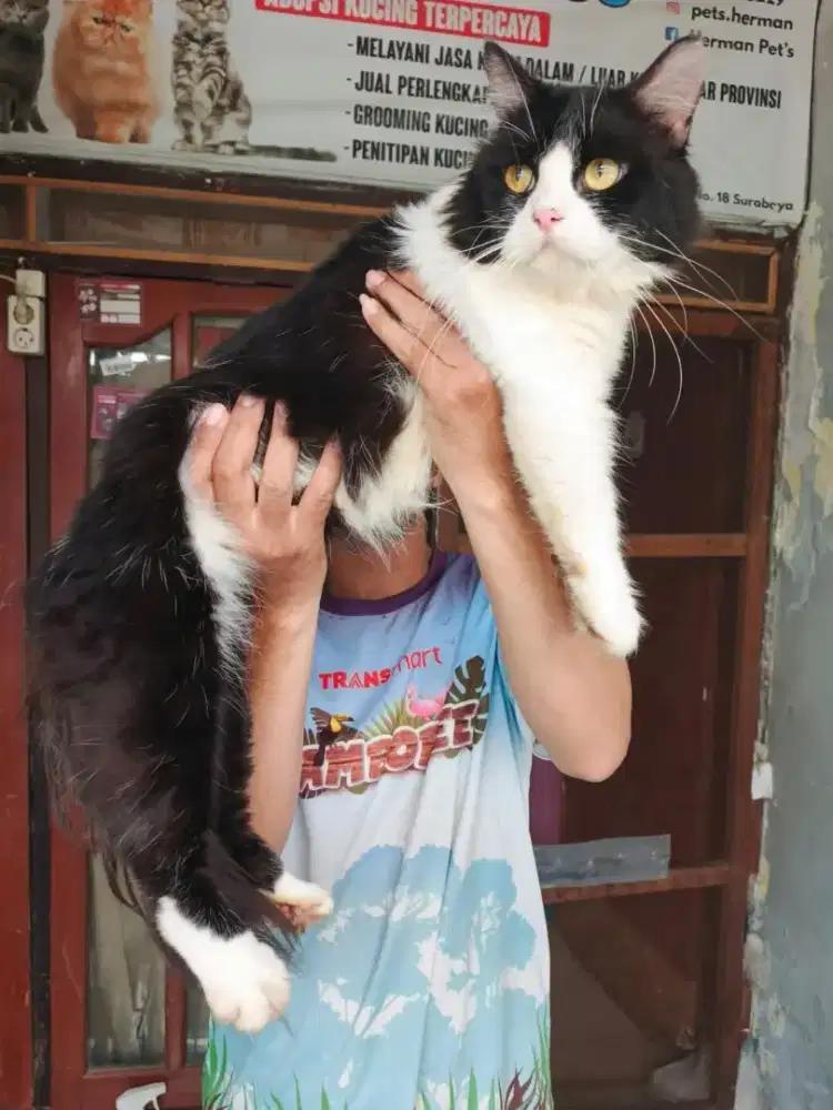 Norwegian forest jantan 9 bulan