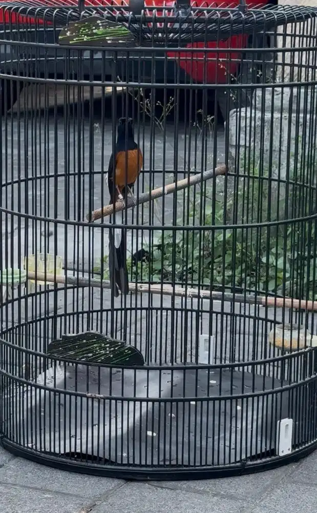 Murai batu medan