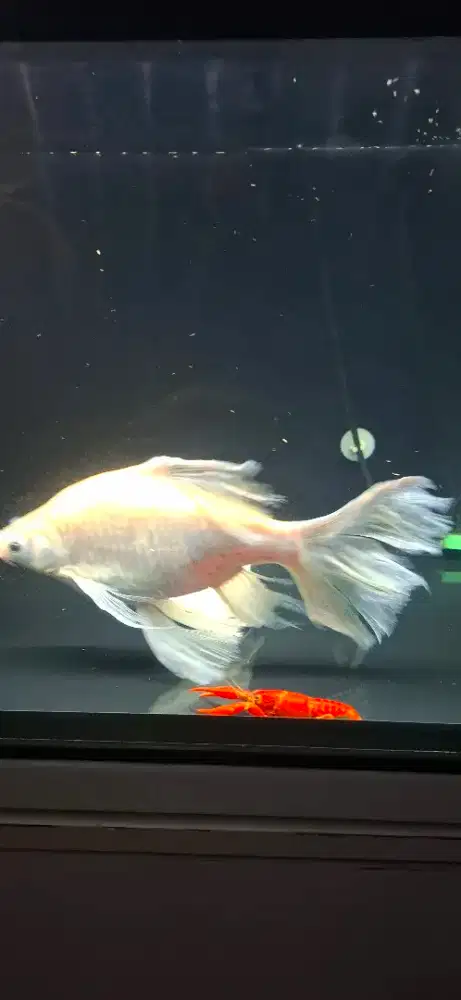 Ikan Kaviat Slayer 30cm up Jumbo