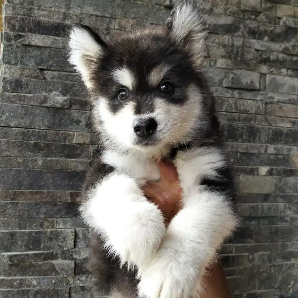Dijual anakan malamute