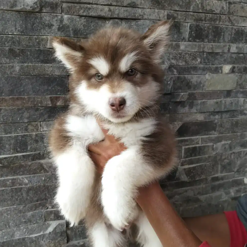 DIJUAL ANAKAN MALAMUTE