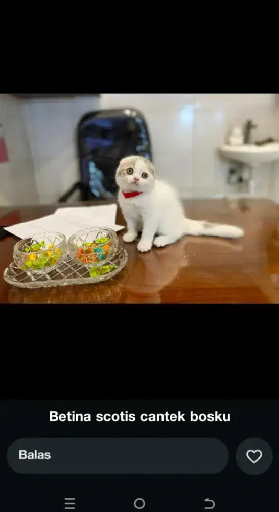 kucing scottish fold betina 4 bulan