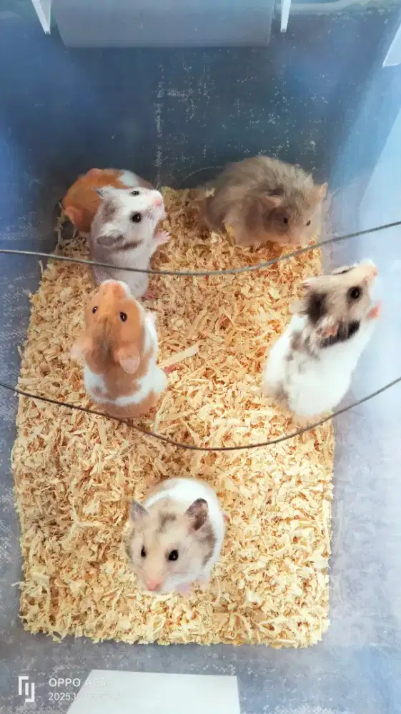 Hamster Syrian (dewasa)