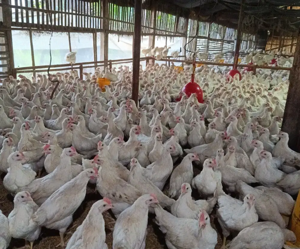 Ayam Pejantan Fresh / Frozen (Karkas)