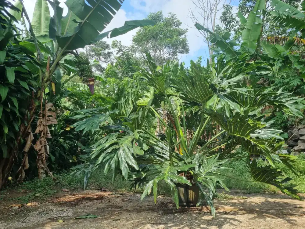 Tanaman Hias Philodendron Jari Besar