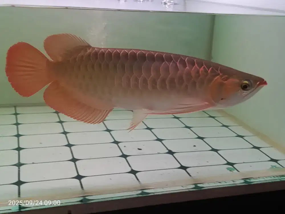 Arwana Super Red 40cm