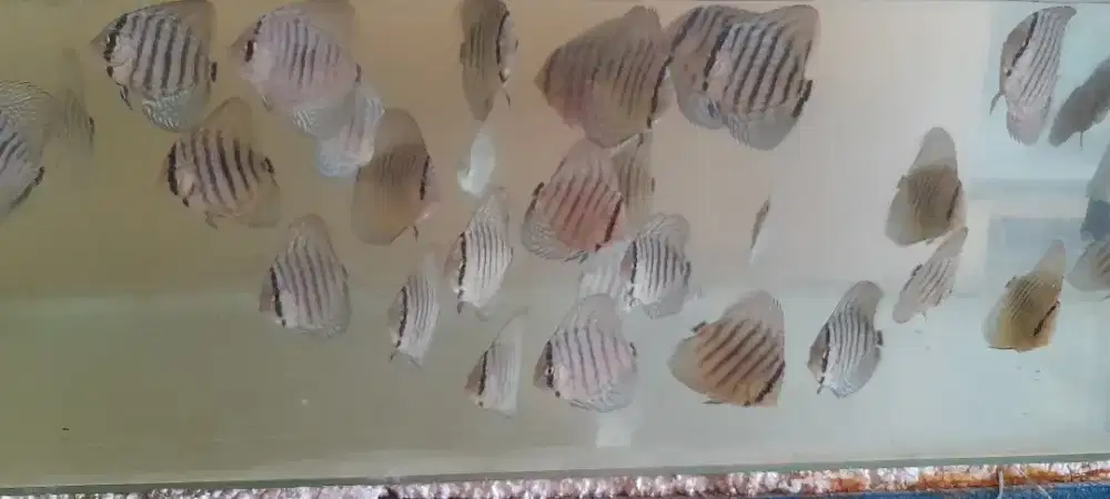 Ikan discus leopard