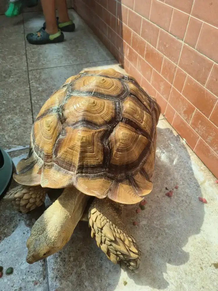 Kura darat sulcata tortoise