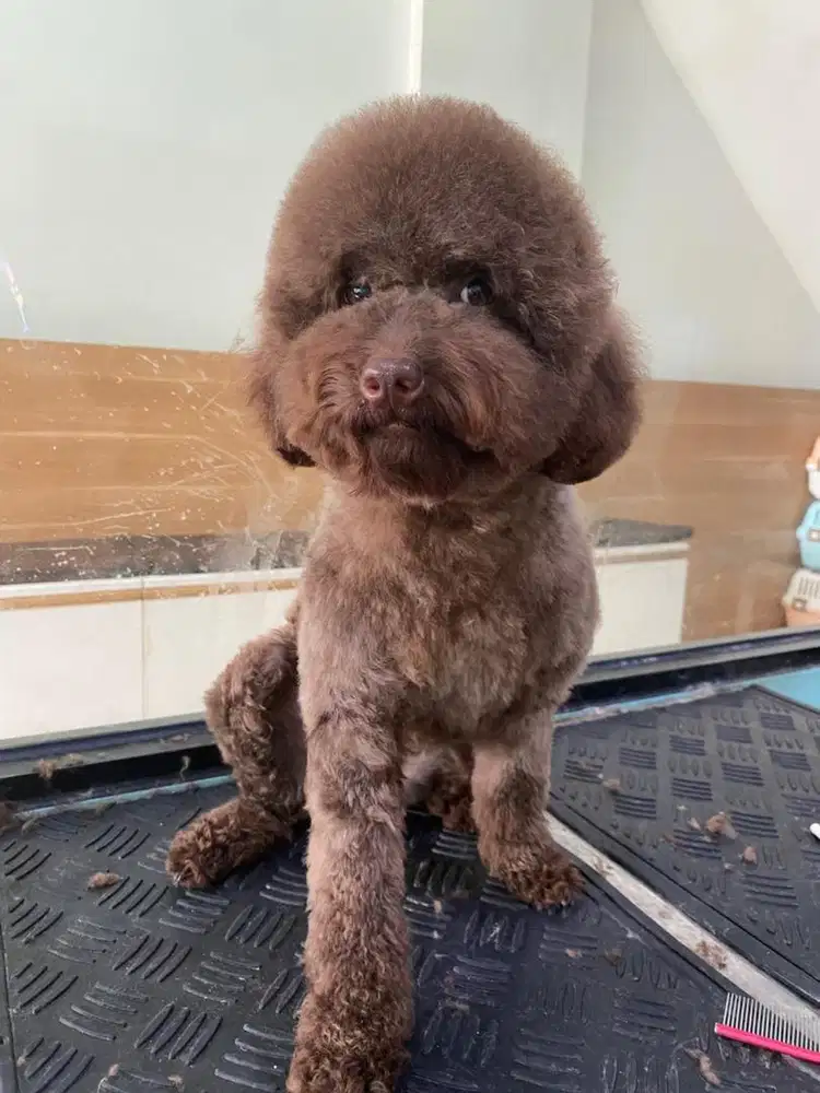 GROOMER BERPENGALAMAN