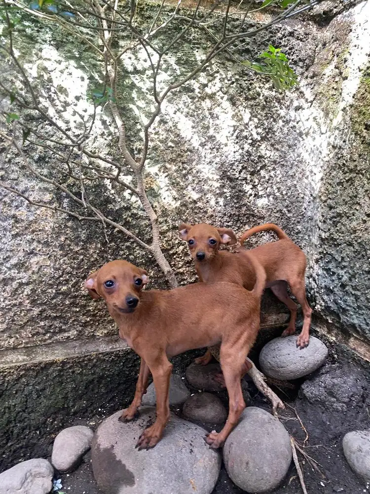 Jual mini pincher murah