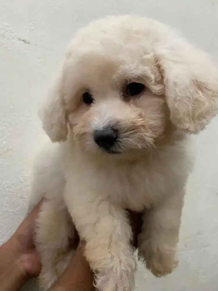 Poodle puppy jantan betina banyak pilihan