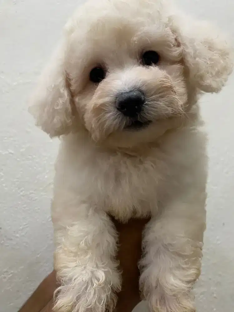 Poodle jantan betina puppy lucu