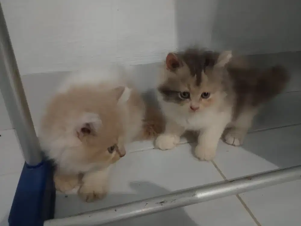 Kucing Persia Lucu