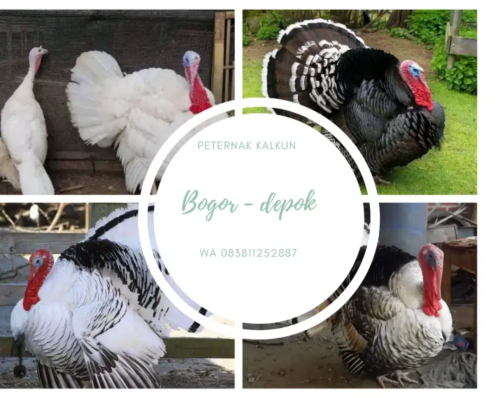 Anak ayam kalkun