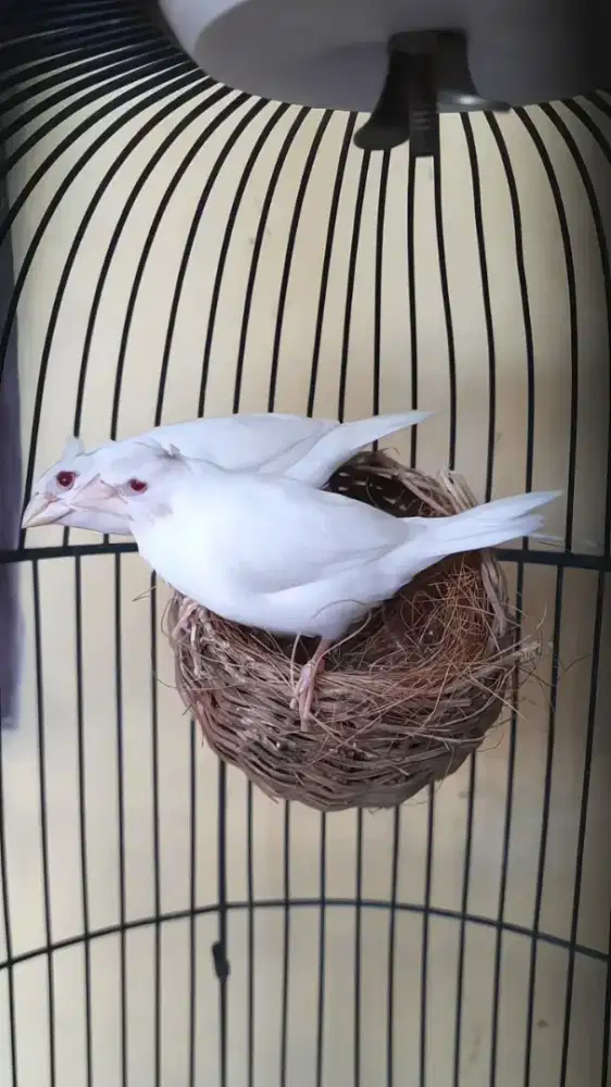 Emprit jepang jambul mata merah (sepasang)