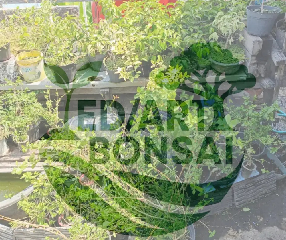 Paket Hemat Pemula Bonsai Sancang [ 4 Bahan ]