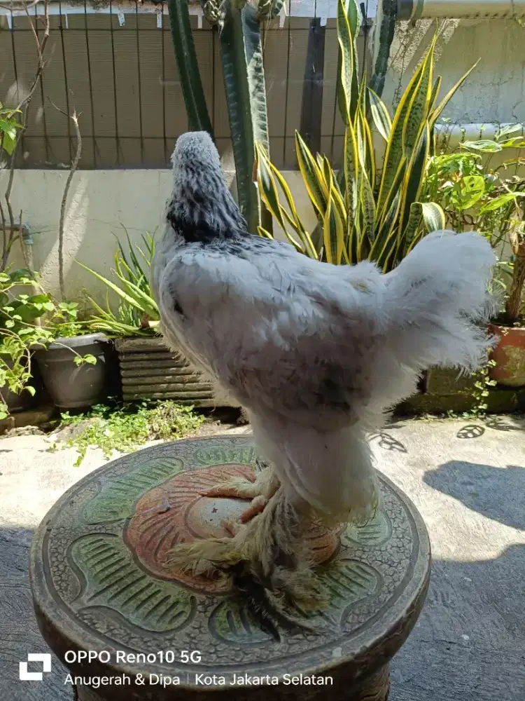 Anakan ayam Brahma
