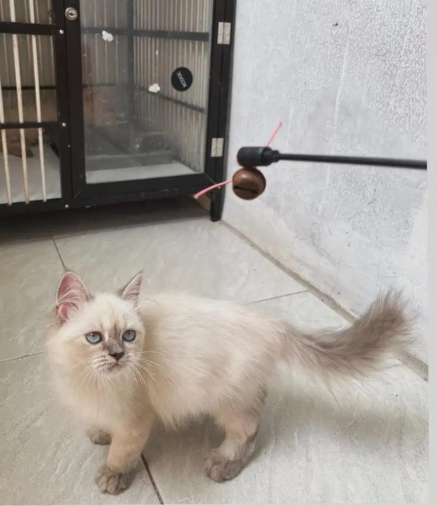 Kitten himalaya betina
