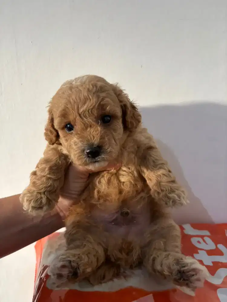 Red Poodle. jantan