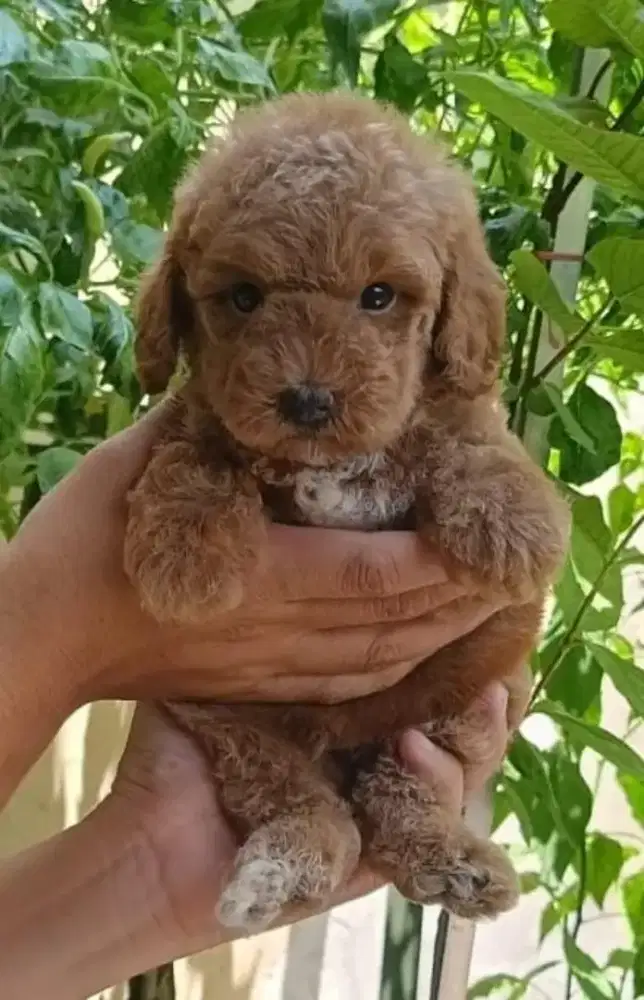 Poodle Red Jantan Bagus