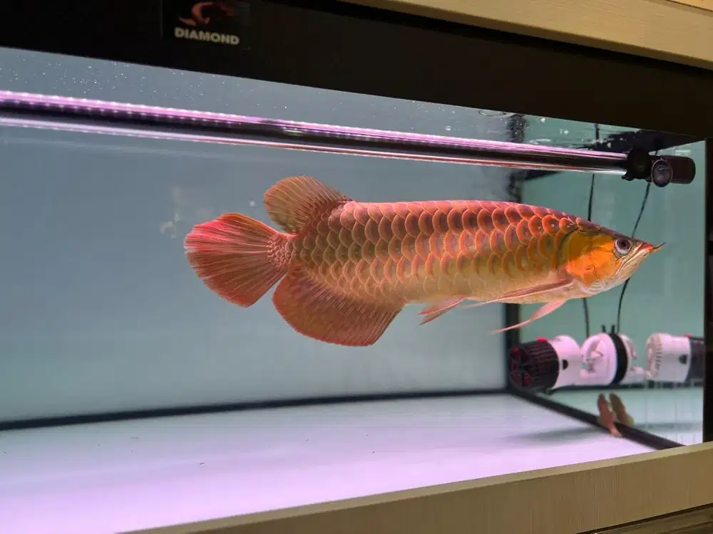Dijual Ikan Arwana Super Red 50 cm + Aquarium full set