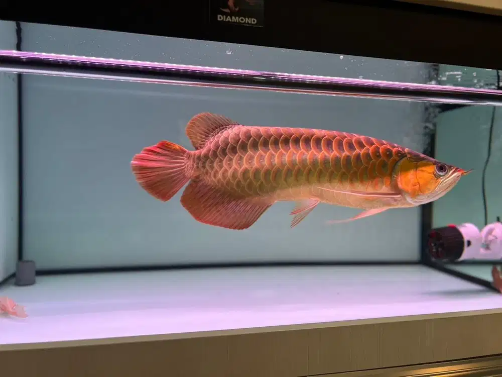 Dijual Ikan Arwana Super Red 50 cm + Aquarium full set