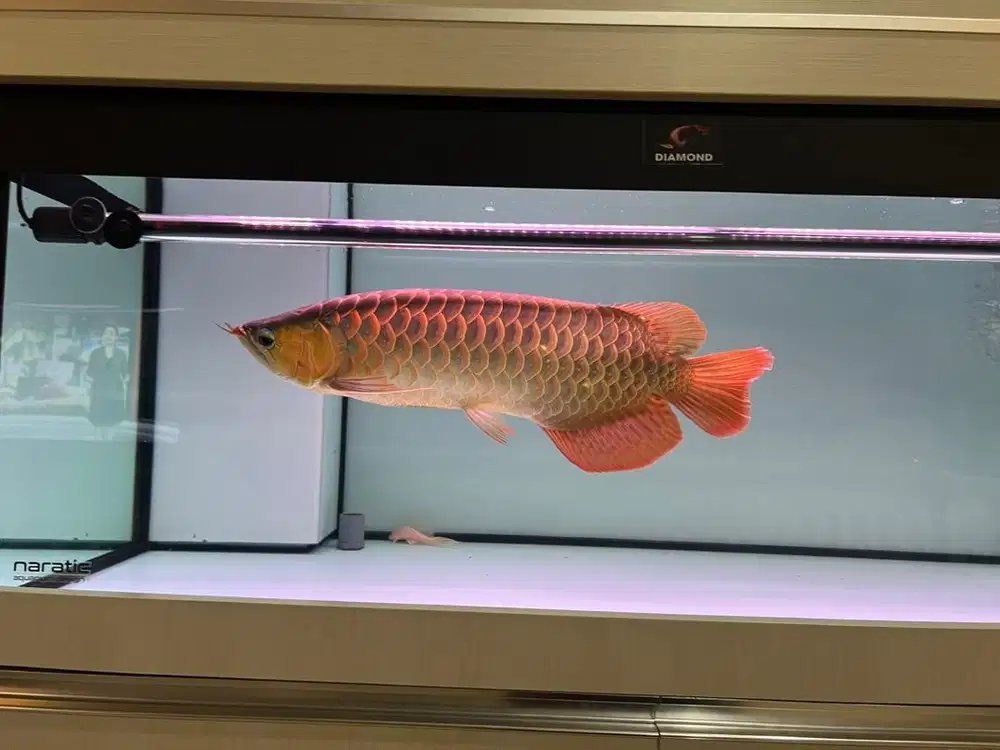 Dijual Ikan Arwana Super Red 50 cm + Aquarium full set