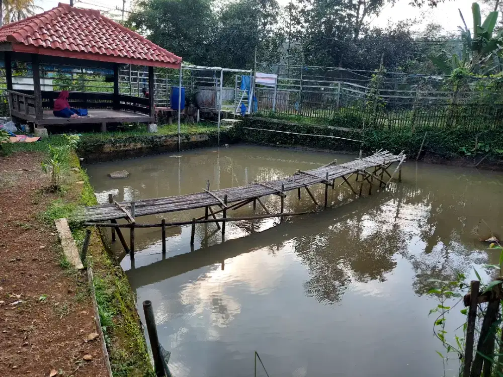 Jual cepat tanah balong ikan cocok untuk investasi dan hobi