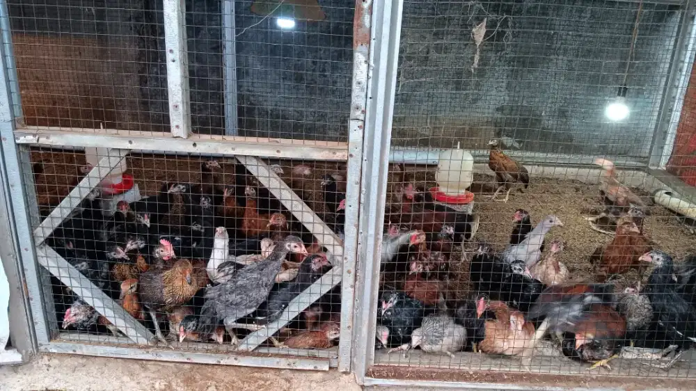 Ayam Petelur: Ayam Merah_Ayam White Leghom)