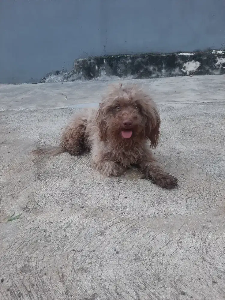 Jual Anjing Peranakan Asli Bapak nya Pudel Mamanya Tekel 100%