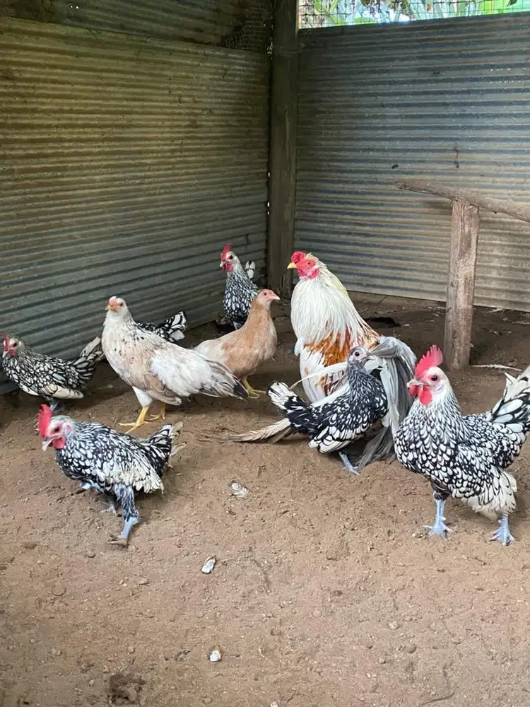 Ayam buat koleksi