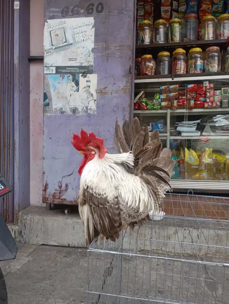 Ayam Kate Chabo Thailand siap kawin Joss