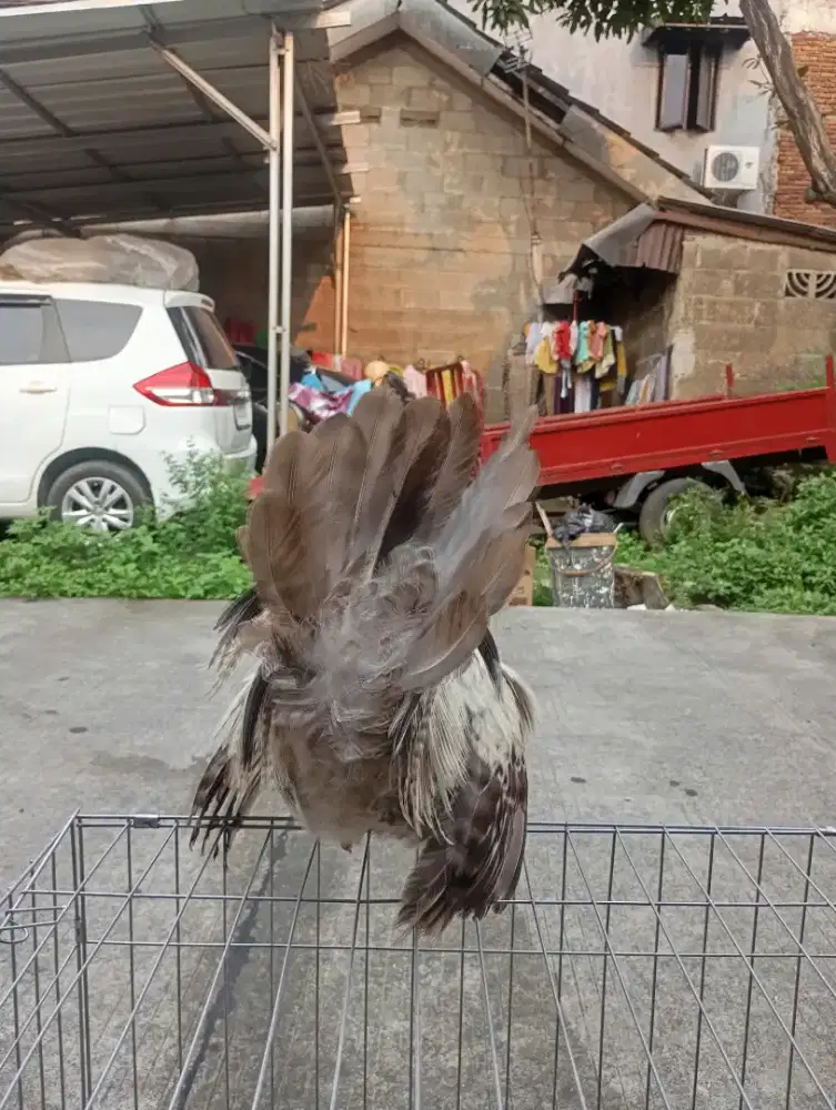 Ayam Kate Chabo Thailand siap kawin Joss