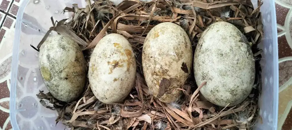 Telor Soang/Angsa yg Gagal Menetas