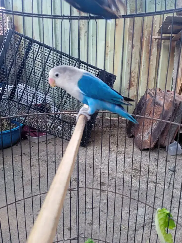 Jantan semua biru