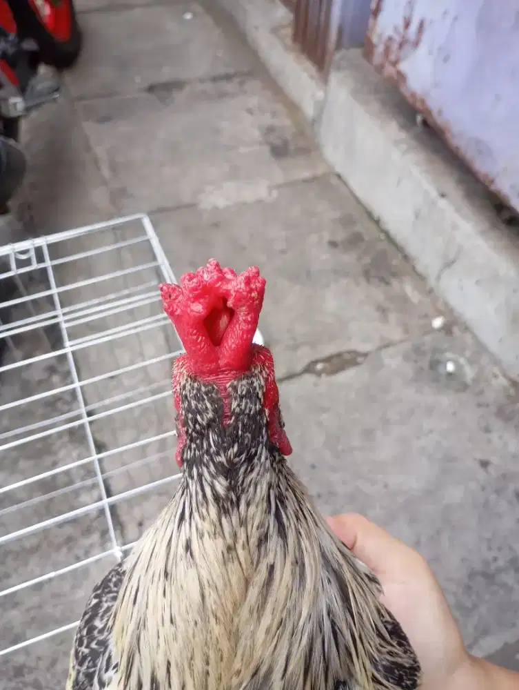 Ayam Kate Blorok kuning Siap Cod jengger love
