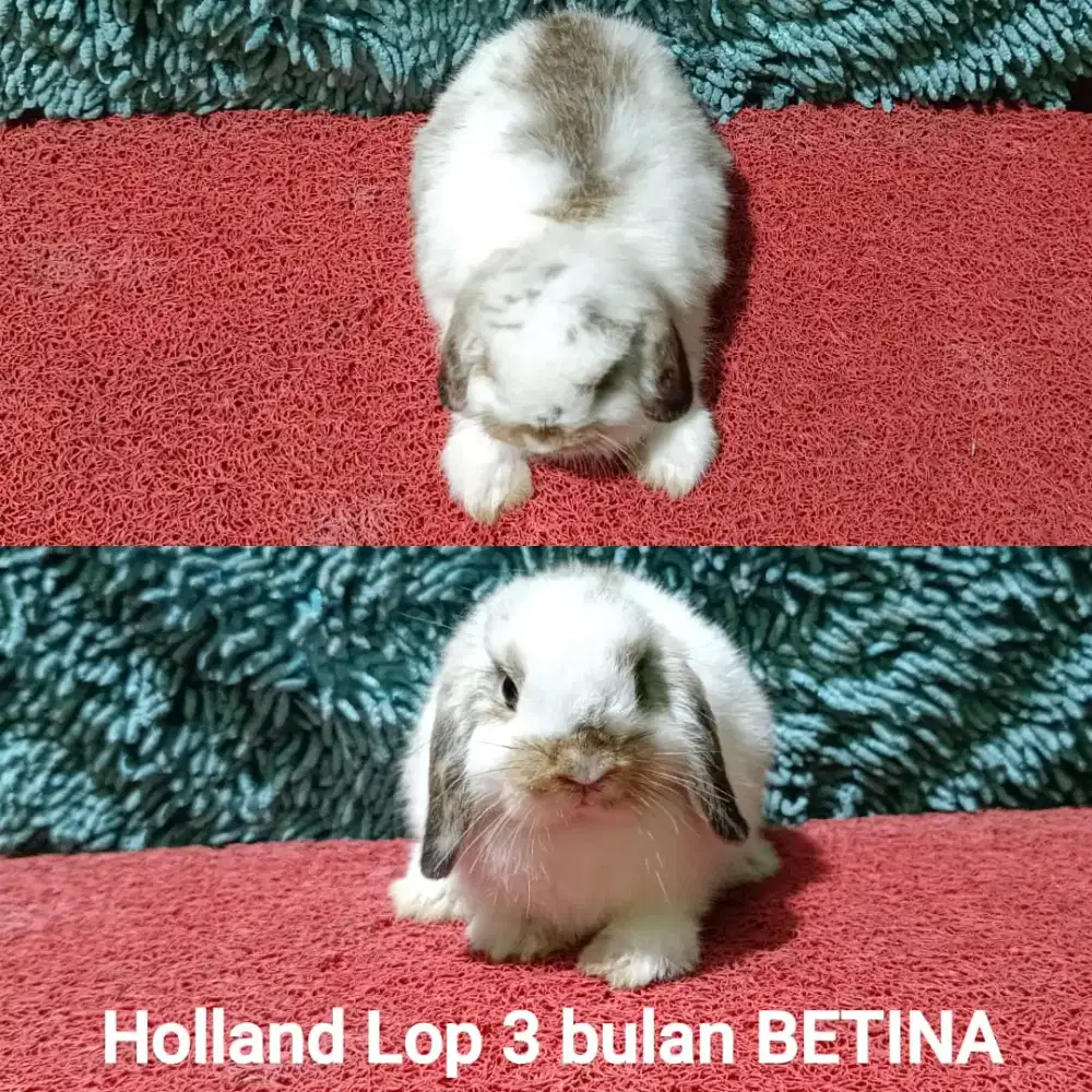 Anakan kelinci Holland Lop 3 bulan