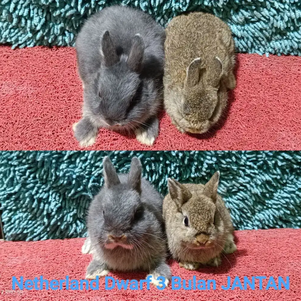 Anakan kelinci Netherland Dwarf/ND usia 3 bulan