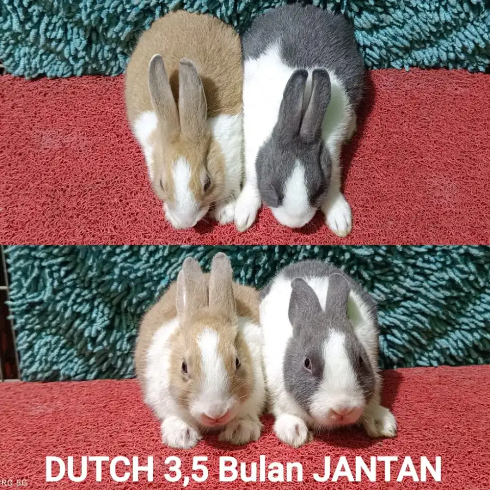 Anakan kelinci DUTCH 3 bulan