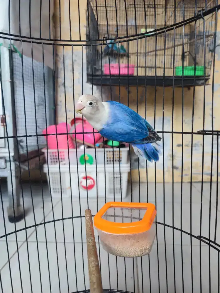 Lovebird biola dark vio fishcery