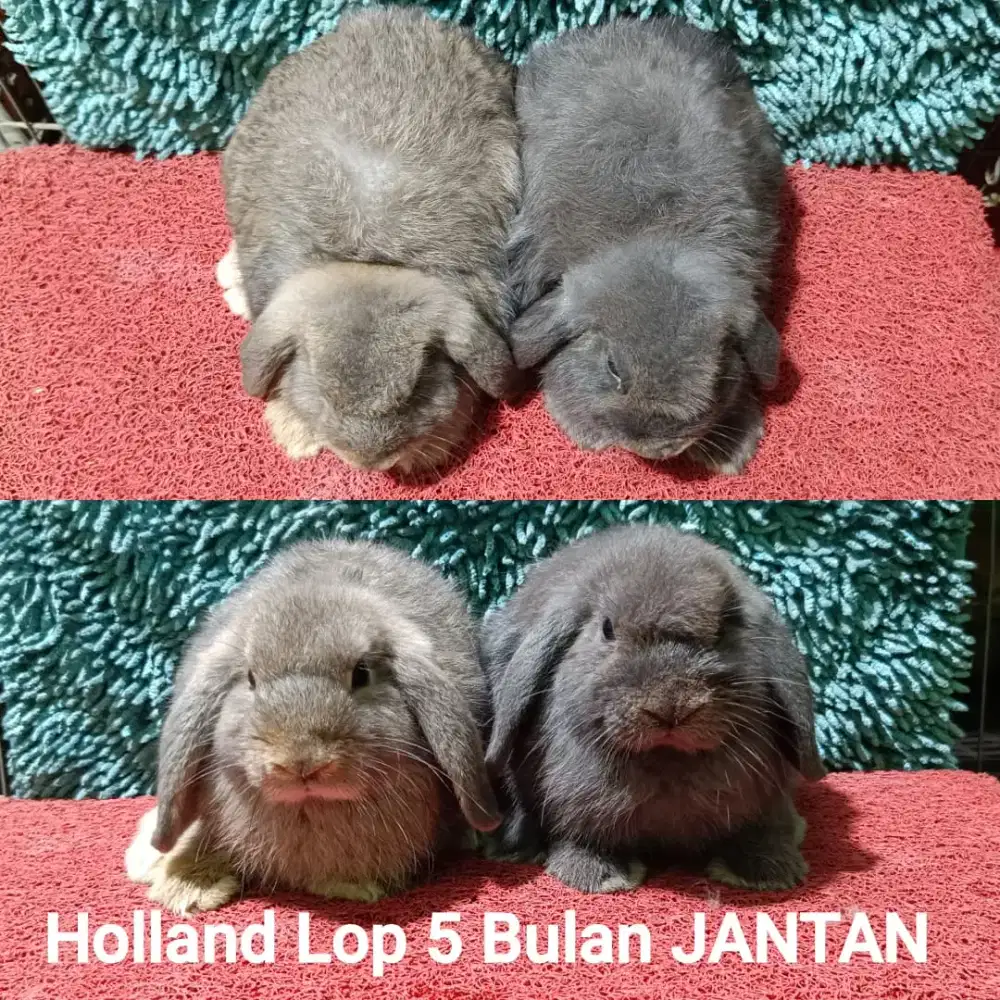 Anakan kelinci Holland Lop 5 Bulan Murah