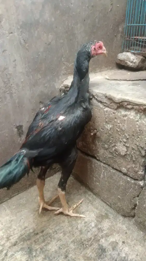 Ayam bangkok bahan