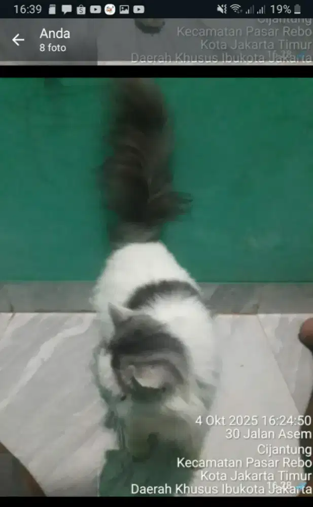 Kucing jenis pet noise