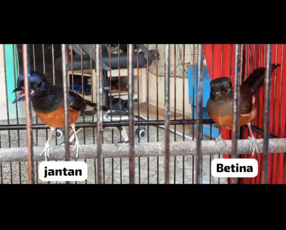 Sepasang trah prestasi dan Line Blorok