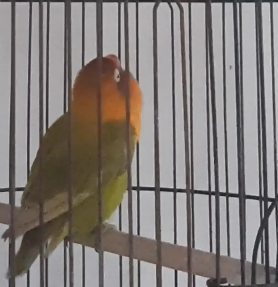 Lovebird betina prospek