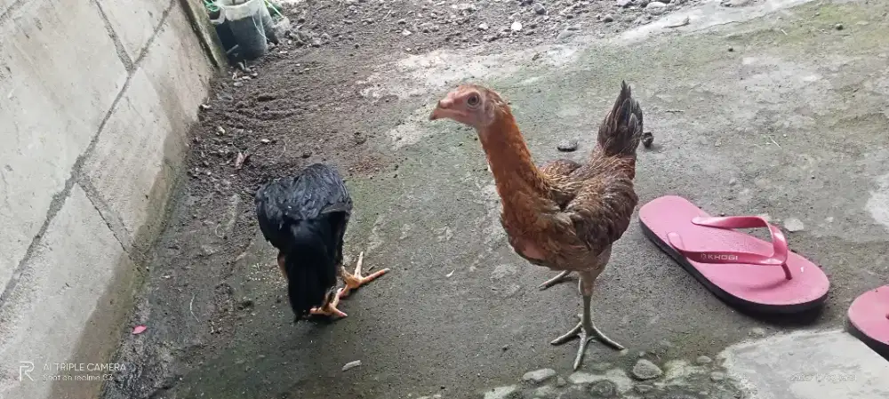 ayam kampung betina 2 ekor