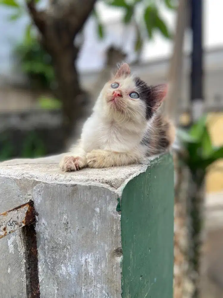 Kitten persia mix (betina)