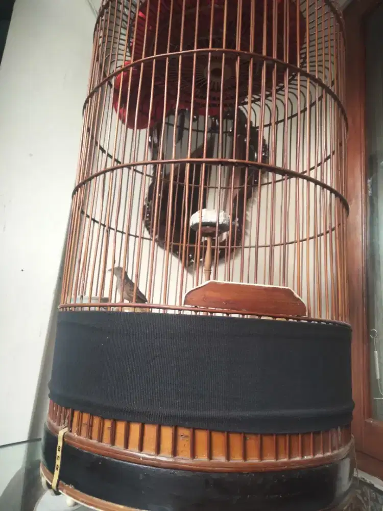 burung branjangan