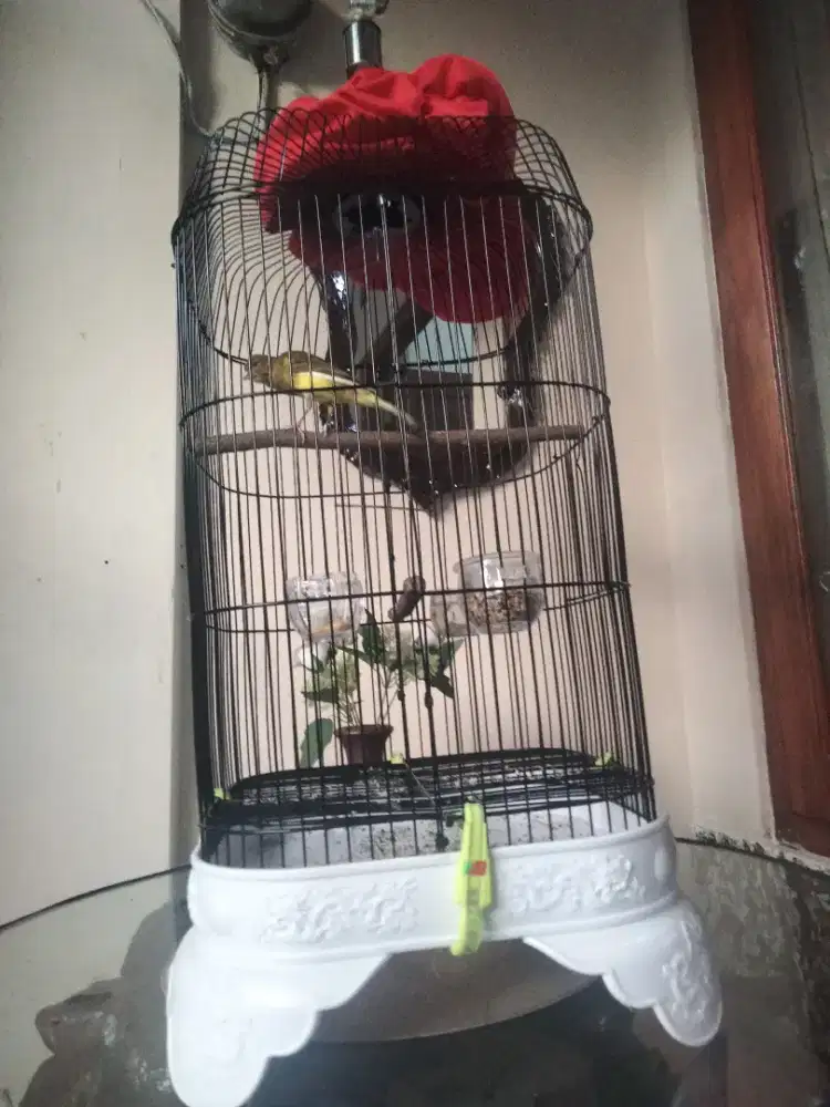 burung kenari sf