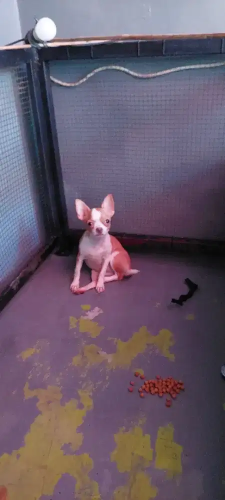 Puppy betina Chihuahua